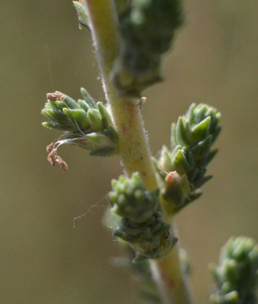 Изображение особи Camphorosma monspeliaca.