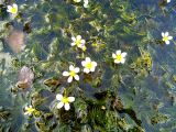 Ranunculus trichophyllus. Вид цветущего растения. Московская обл., Лотошинский р-н, окр. дер. Савостино, река Русса. 10.07.2012.