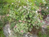 Potentilla divina. Цветущее растение. Кабардино-Балкария, южный склон пика Терскол, 2800 м н.у.м. 14.07.2012.