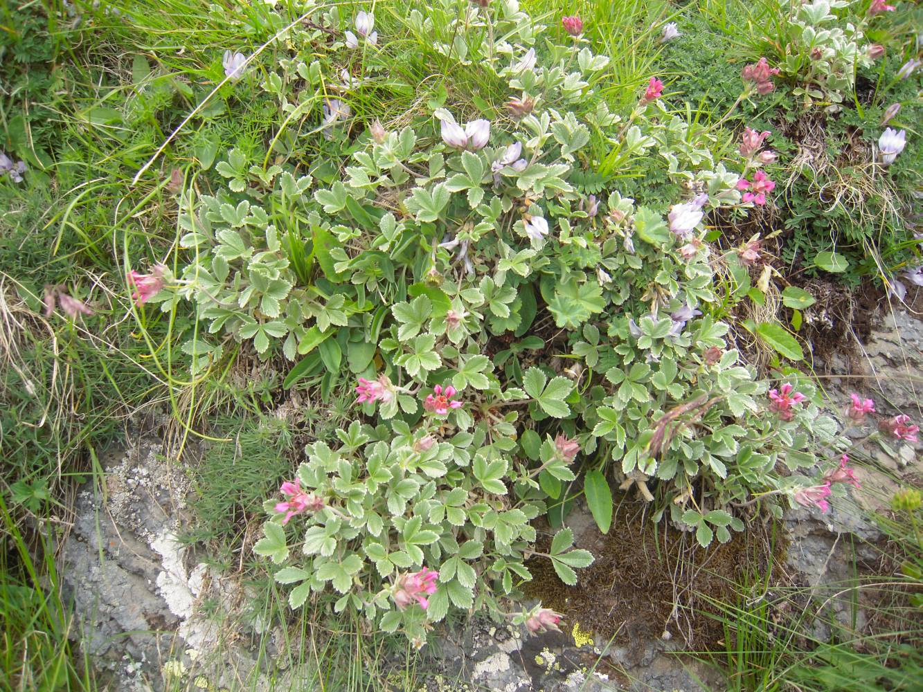 Изображение особи Potentilla divina.