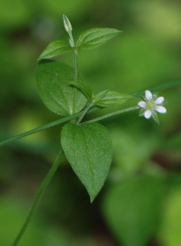 Image of Moehringia trinervia specimen.