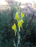 Linaria genistifolia. Соцветие. Украина, г. Одесса, морское побережье. 17.06.2012.