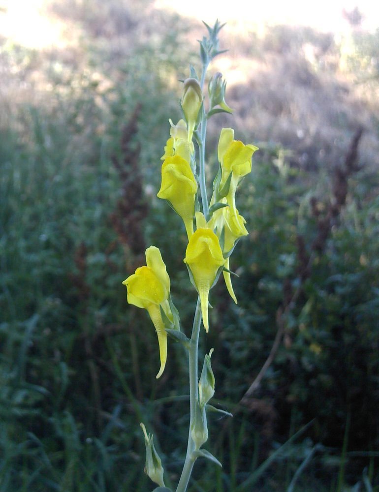 Image of Linaria genistifolia specimen.