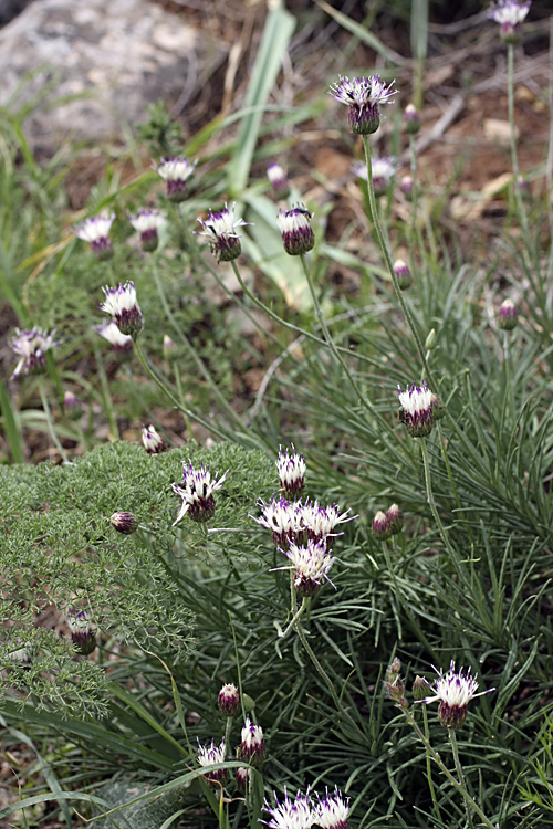 Image of Jurinea suffruticosa specimen.
