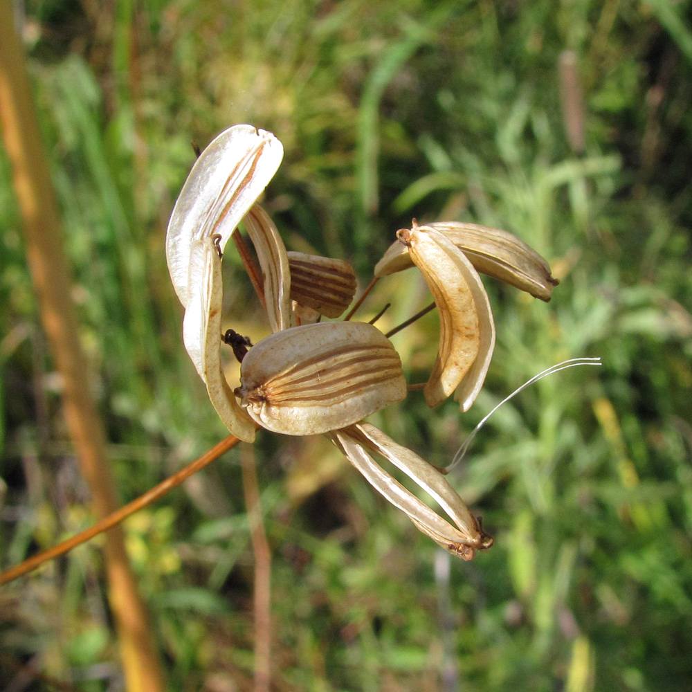 Image of Peucedanum morisonii specimen.