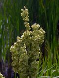 Rumex confertus