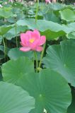 Nelumbo komarovii