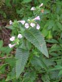 Pedicularis resupinata