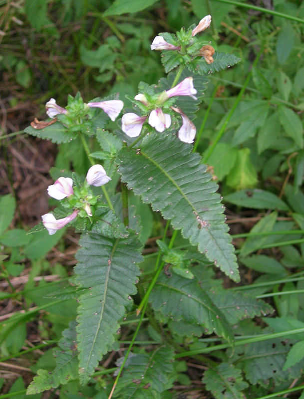 Изображение особи Pedicularis resupinata.