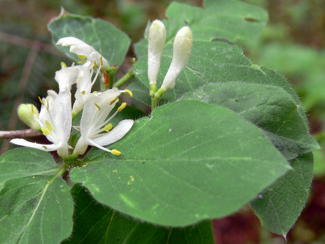 Изображение особи Lonicera xylosteum.