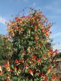 Ipomoea lobata