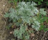 Artemisia absinthium. Побег. Подмосковье, окр. г. Кубинка, обочина бетонной дороги. 28.05.2012.