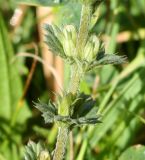 Euphrasia brevipila