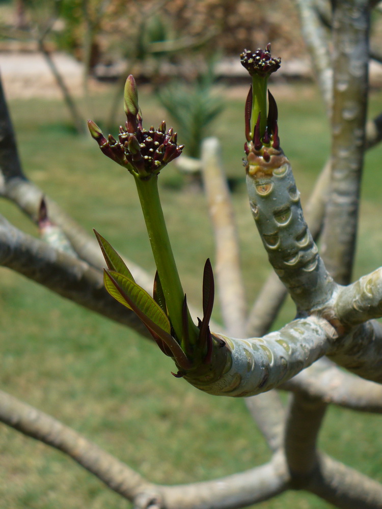 Изображение особи Plumeria rubra var. acutifolia.