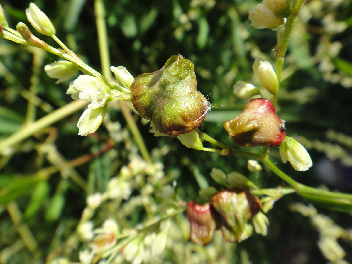 Изображение особи Aconogonon divaricatum.