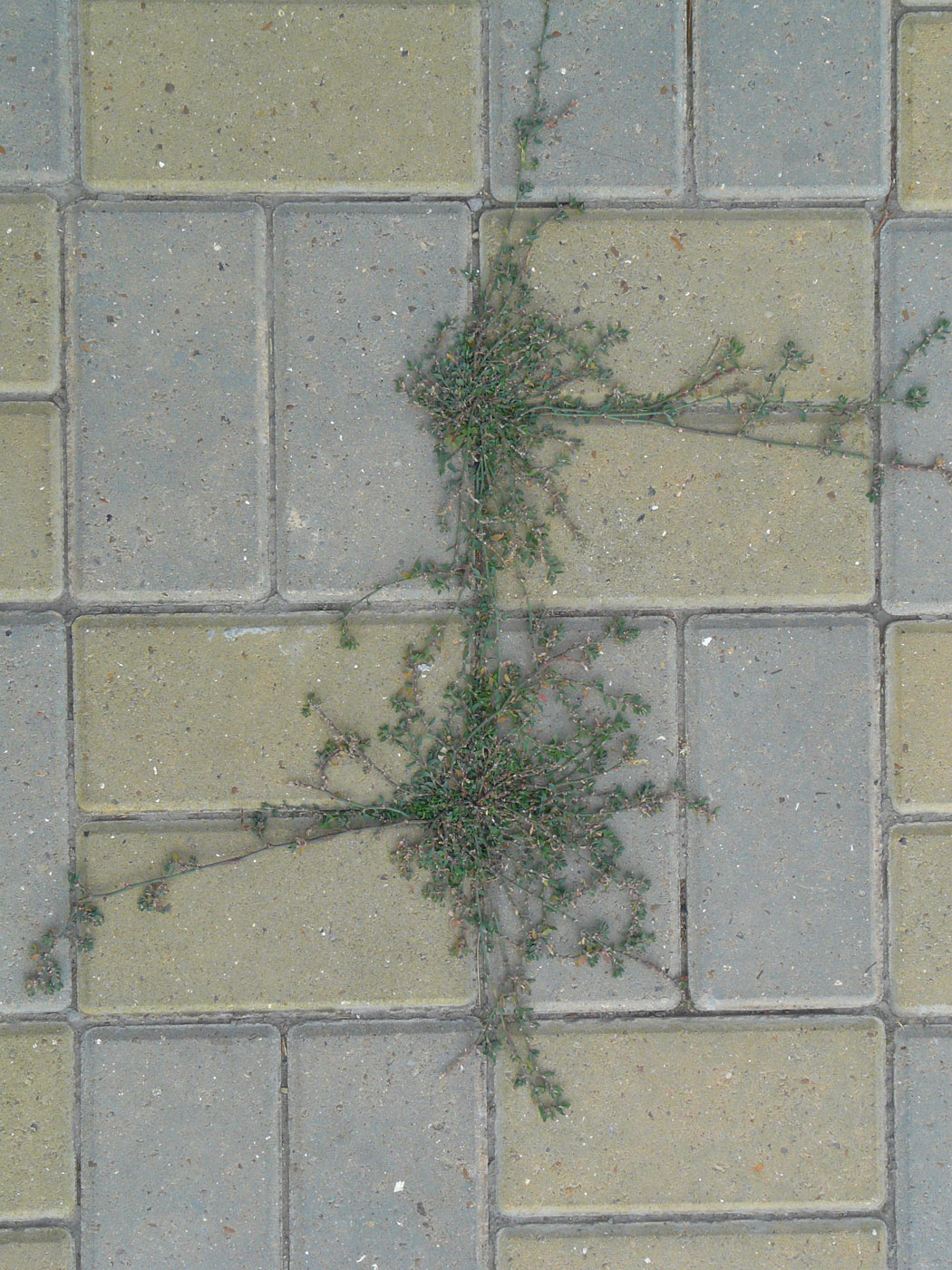 Image of Polygonum arenastrum specimen.