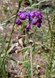 Leopoldia bicolor