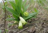 Polygonatum humile