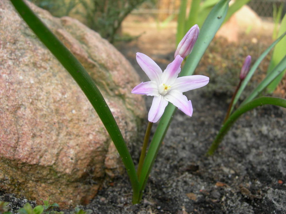 Изображение особи Chionodoxa luciliae var. rosea.