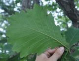 Quercus crispula. Лист (вид с нижней стороны). Приморье, окр. пос. Терней, смешанный лес. 03.08.2012.