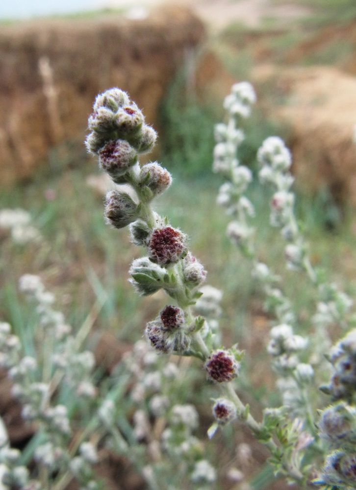 Изображение особи Artemisia frigida.