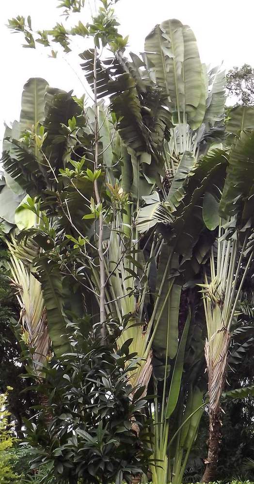 Изображение особи Ravenala madagascariensis.