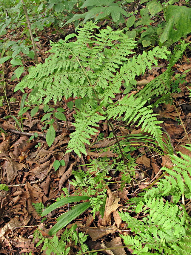 Image of Athyrium monomachii specimen.