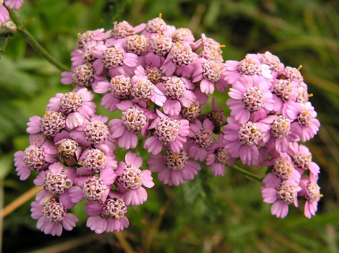 Изображение особи Achillea asiatica.