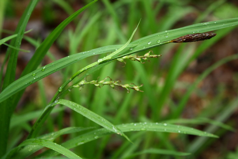 Изображение особи Carex pilosa.