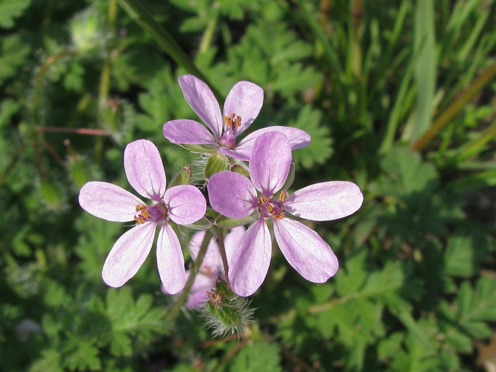 Изображение особи Erodium cicutarium.