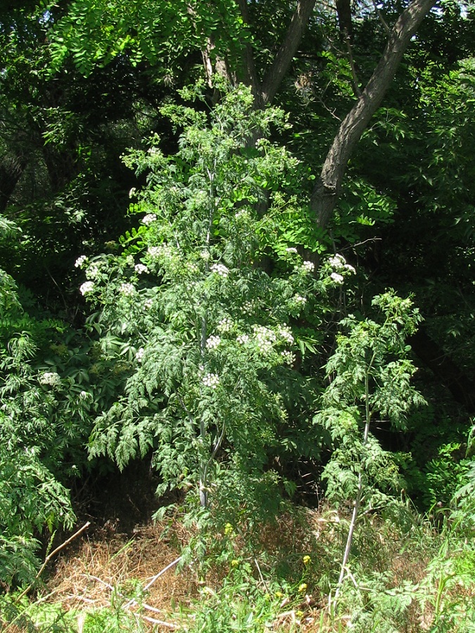 Изображение особи Conium maculatum.