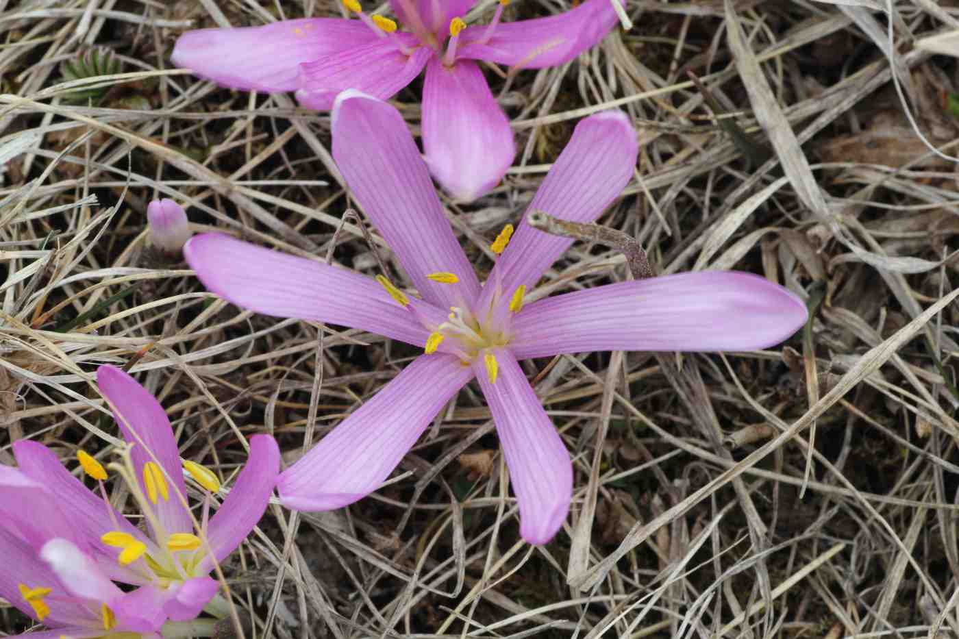 Image of Merendera trigyna specimen.