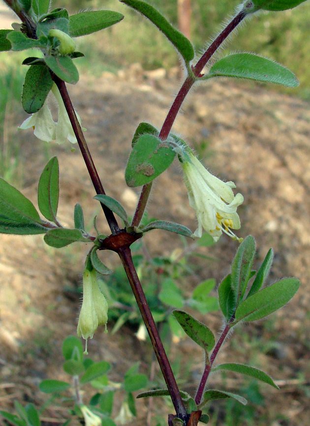 Image of Lonicera pallasii specimen.