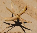 Image of taxon representative. Author is Татьяна Мальчинская