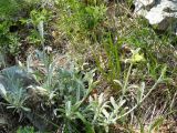 Sideritis catillaris. Зацветающее растение. Крым, Ялта, Таракташская тропа. 29.05.2009.