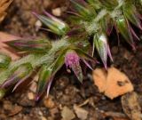 Achyranthes aspera var. sicula