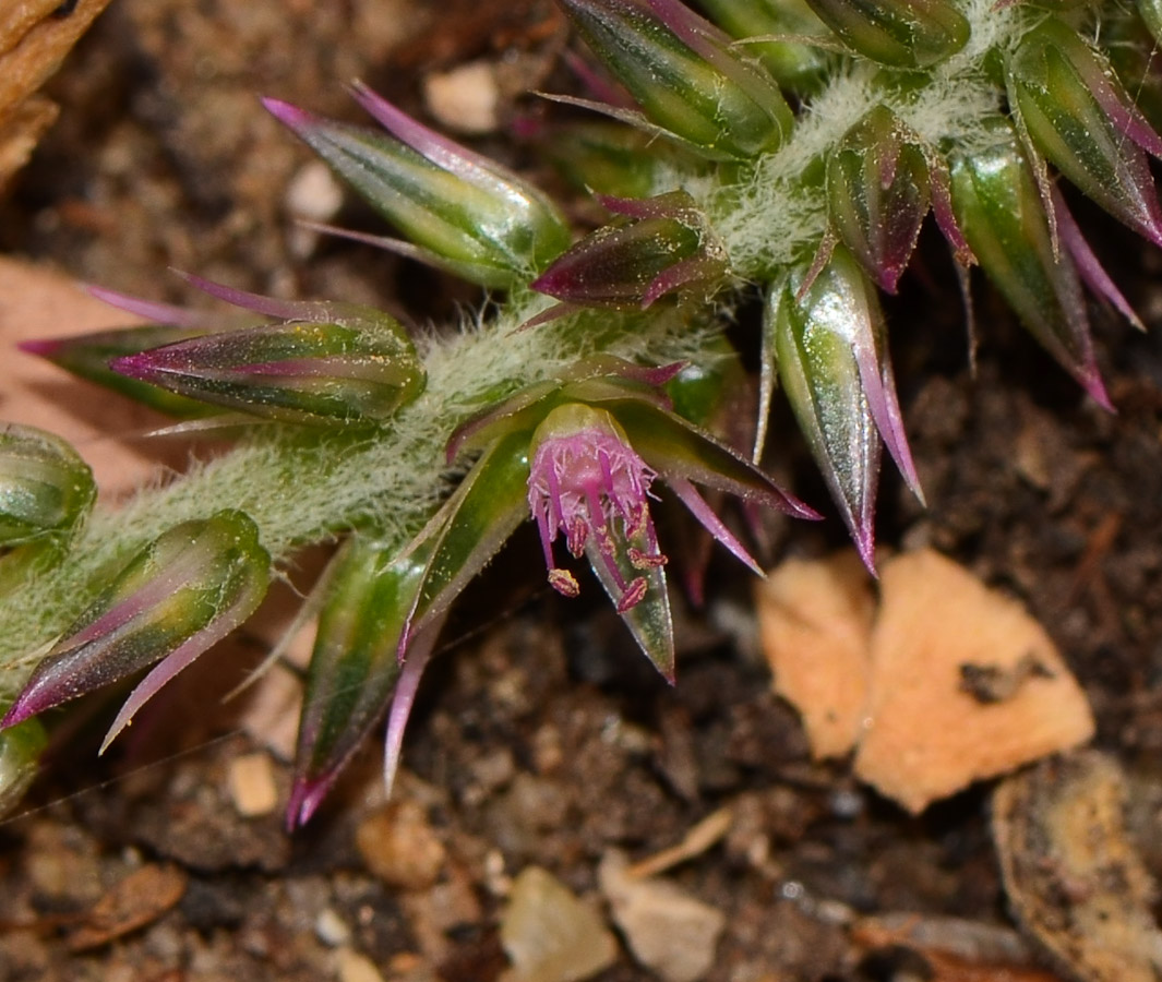 Изображение особи Achyranthes aspera var. sicula.