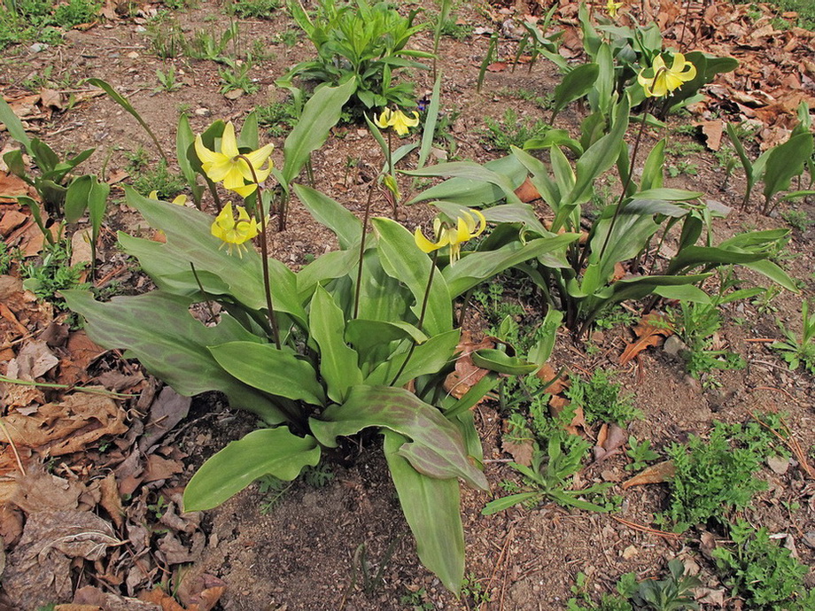 Image of Erythronium tuolumnense specimen.