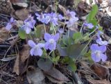 Viola rupestris