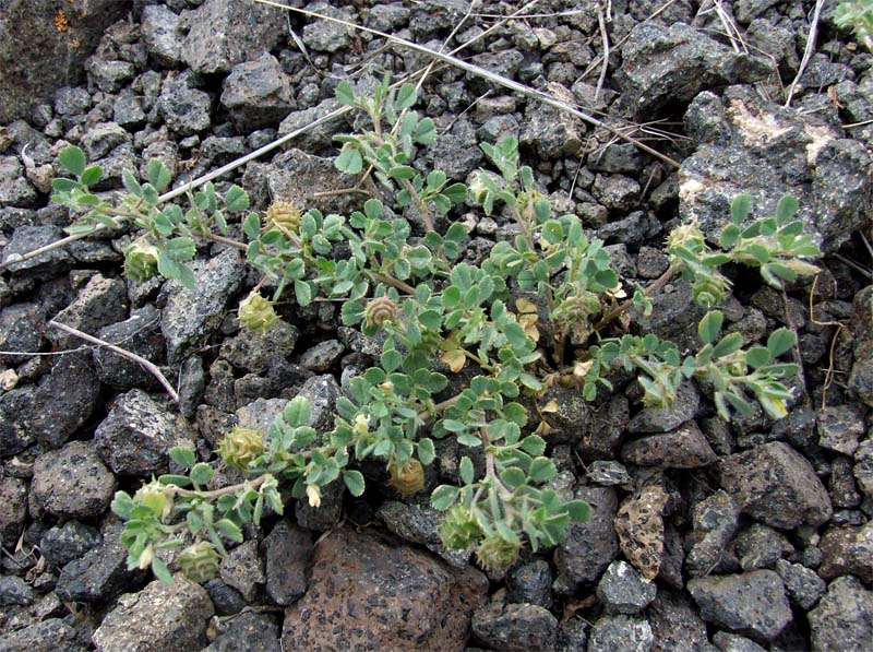 Изображение особи Medicago rigidula.