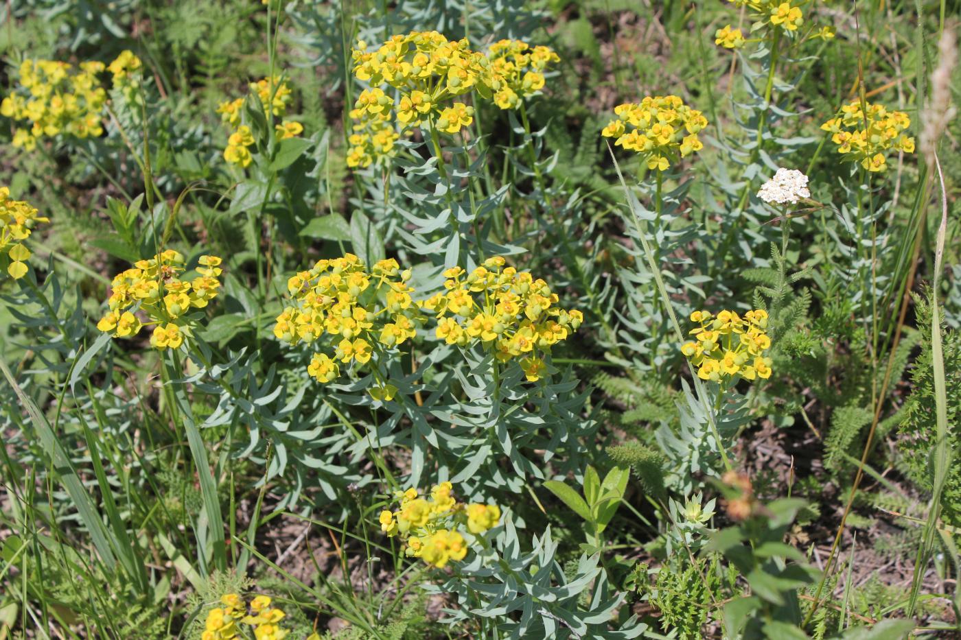Image of Euphorbia seguieriana specimen.