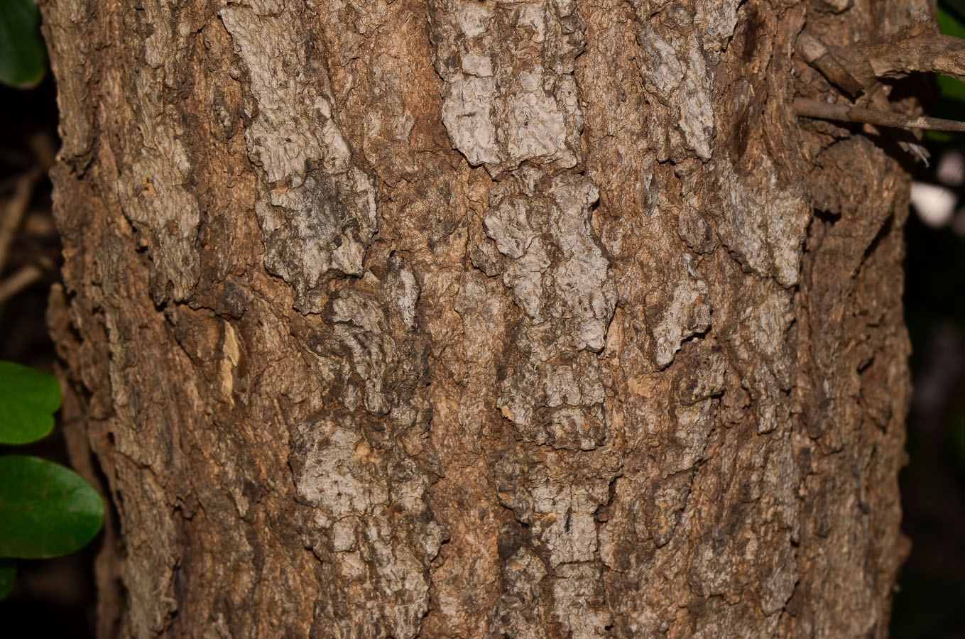 Image of Dovyalis caffra specimen.