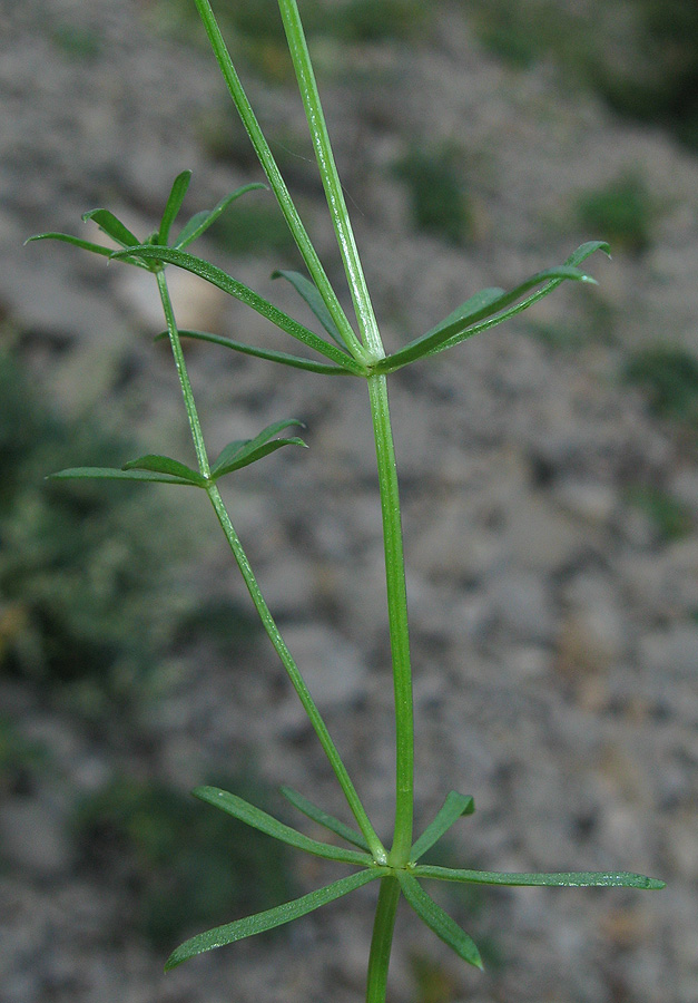 Image of Asperula cretacea specimen.