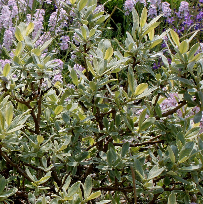 Image of Salix helvetica specimen.