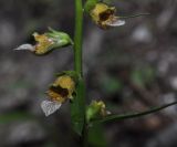 Digitalis laevigata