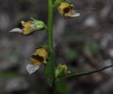 View full-size image Digitalis laevigata