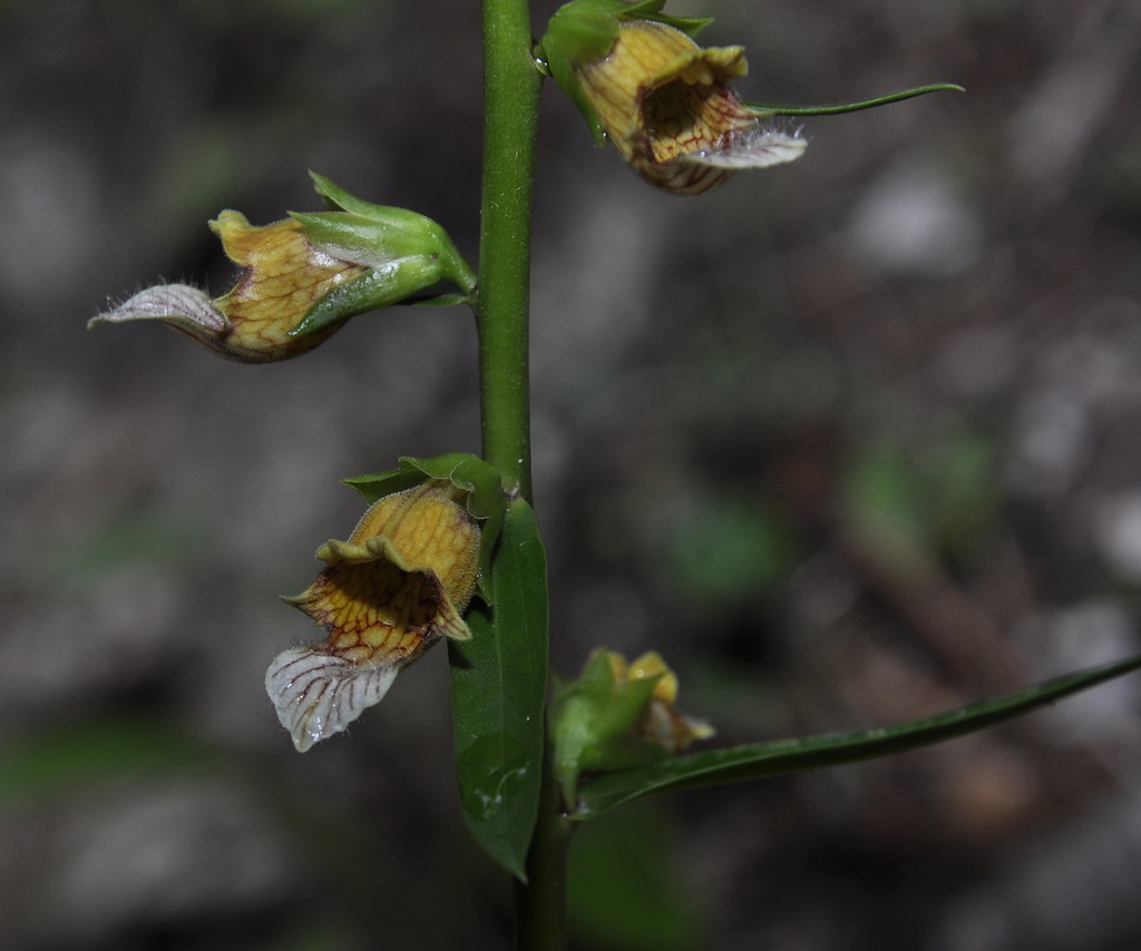 Изображение особи Digitalis laevigata.