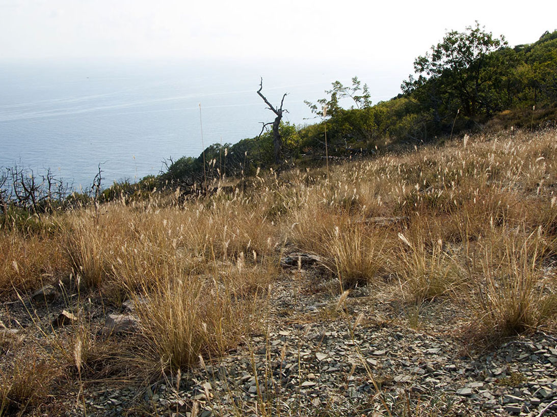 Image of Bothriochloa ischaemum specimen.