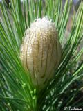 Asphodeline taurica