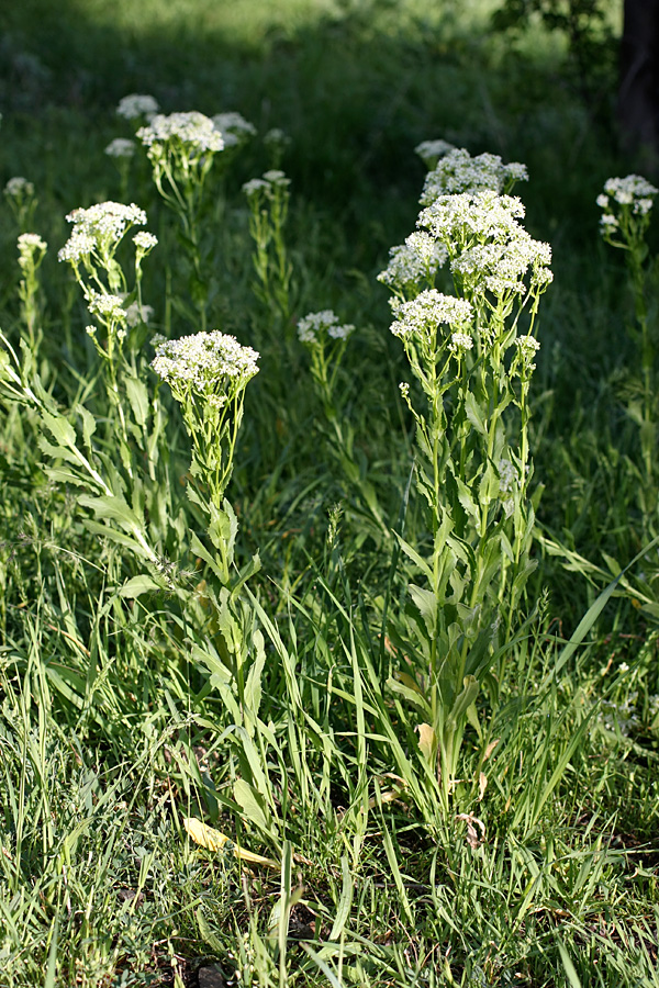 Изображение особи Cardaria repens.